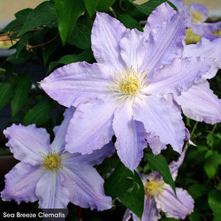 Abundant Flowers Clematis Collection