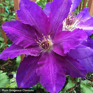 Abundant Flowers Clematis Collection