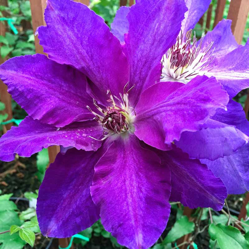 Clematis Plum Gorgeous Vancouver™