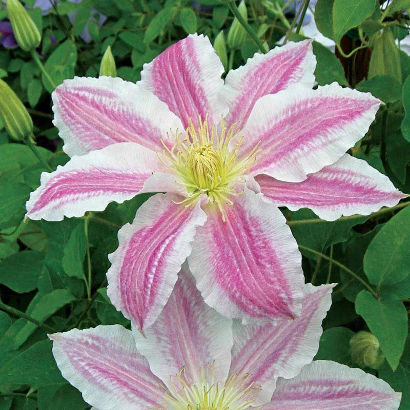 Clematis Cotton Candy Vancouver™