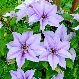Clematis Deborah Dahl Vancouver™