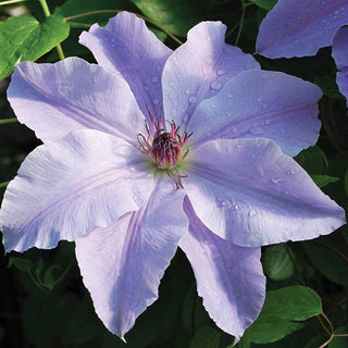 Clematis Deborah Dahl Vancouver™