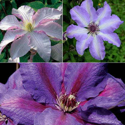 Garden Glory Clematis Collection