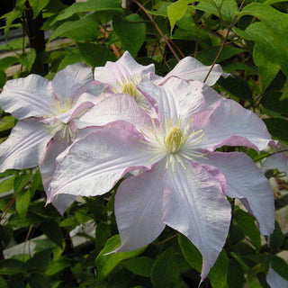 Clematis Morning Mist Vancouver™
