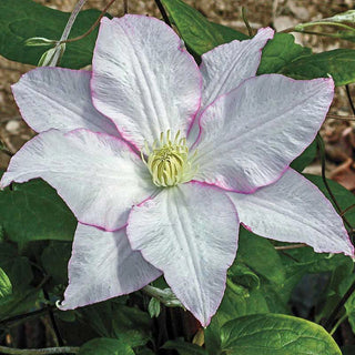 Clematis Morning Mist Vancouver™