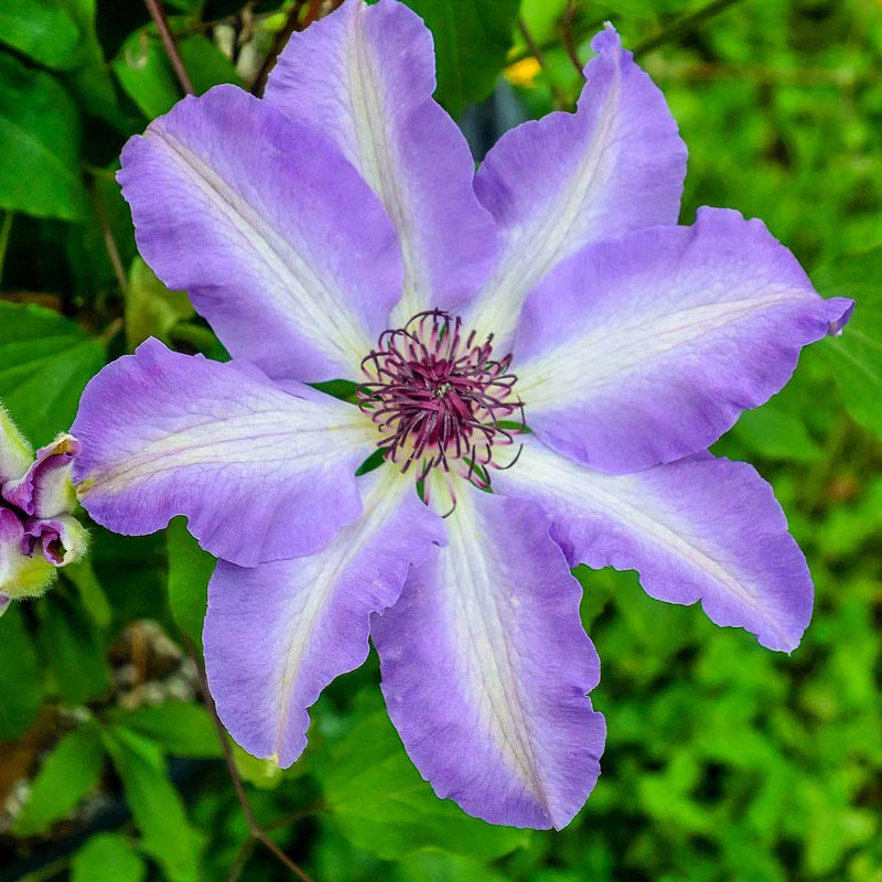 Clematis Daybreak Vancouver™