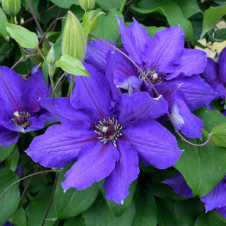 Clematis Danielle Vancouver™