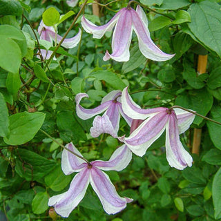 Clematis Pagoda