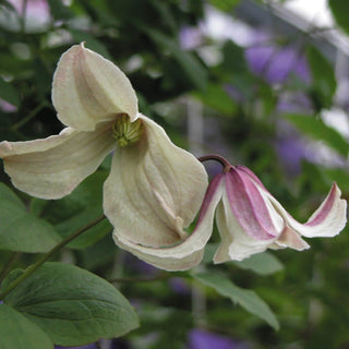 Clematis Pagoda