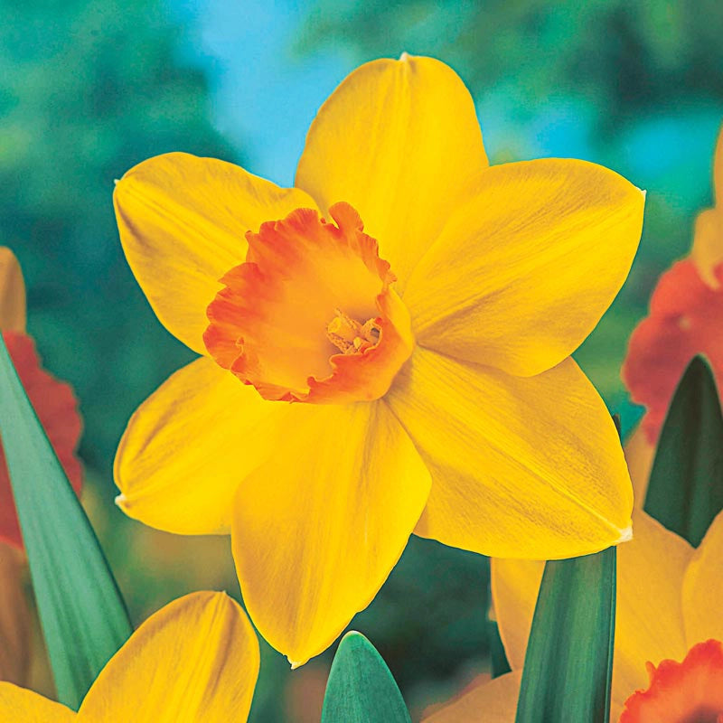 Fortune Large Cupped Daffodil