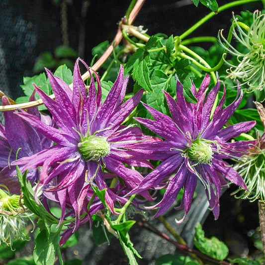 Clematis Joe Zary - Shop Clematis Vines | Spring Hill