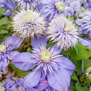Clematis Blue Light