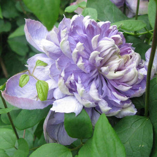 Clematis Blue Light