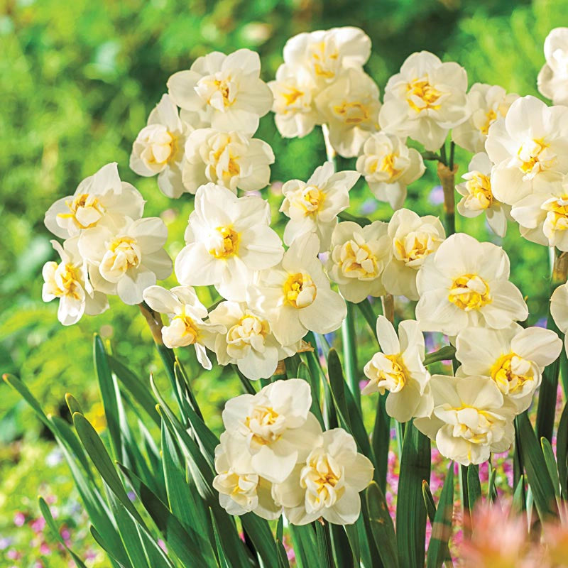 Fragrant Cheerfulness Daffodil