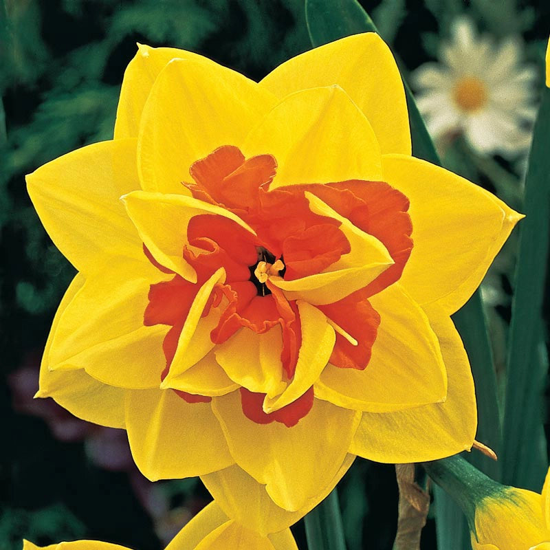 Tahiti Double Daffodil