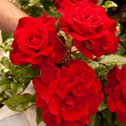 Drop Dead Red™ Floribunda Rose