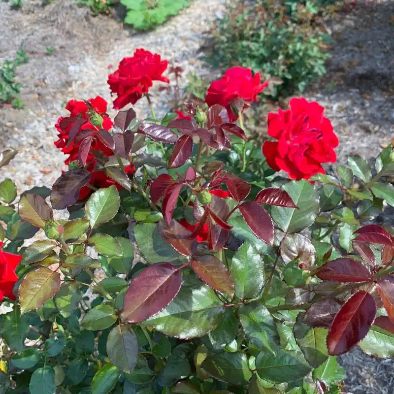 Drop Dead Red™ Floribunda Rose