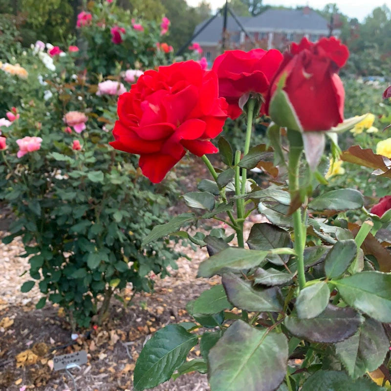 Drop Dead Red™ Floribunda Rose