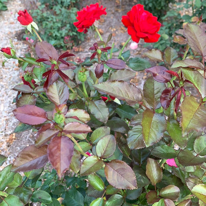 Drop Dead Red™ Floribunda Rose