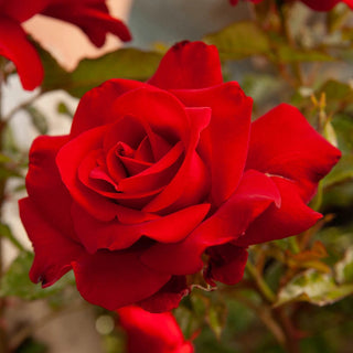 Drop Dead Red™ Floribunda Rose