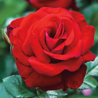 Drop Dead Red™ Floribunda Rose