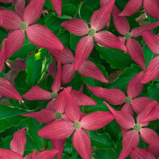 Scarlet Fire® Dogwood Tree