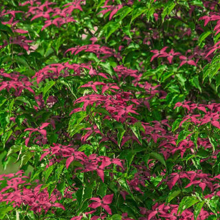 Scarlet Fire® Dogwood Tree