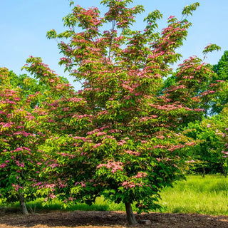 Scarlet Fire® Dogwood Tree