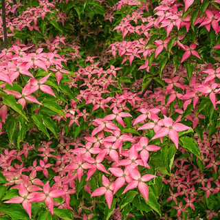 Scarlet Fire® Dogwood Tree