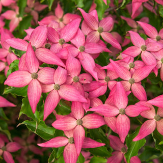 Scarlet Fire® Dogwood Tree