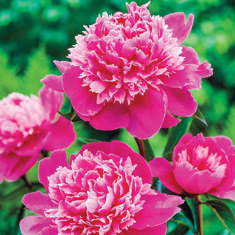 Madame Emile Debatene Peony