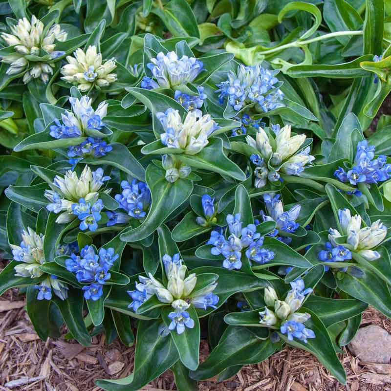 Blue Cross Gentian