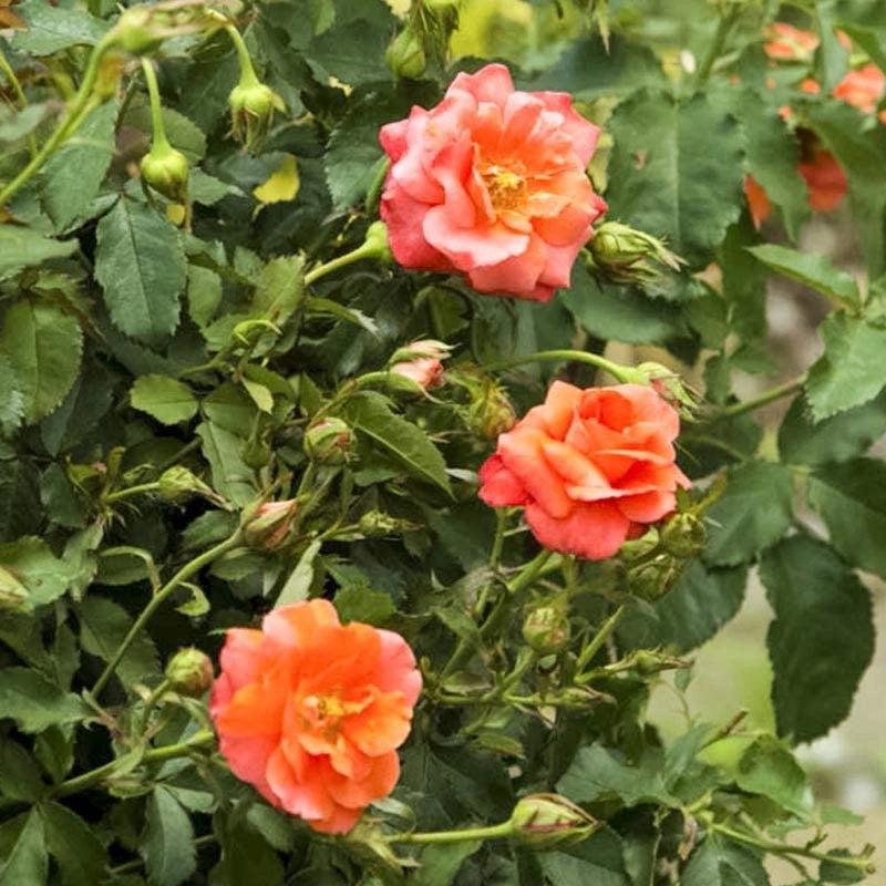 Apricot Princess® Shrub Rose