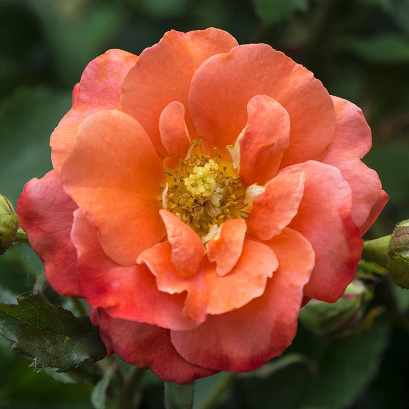 Apricot Princess® Shrub Rose