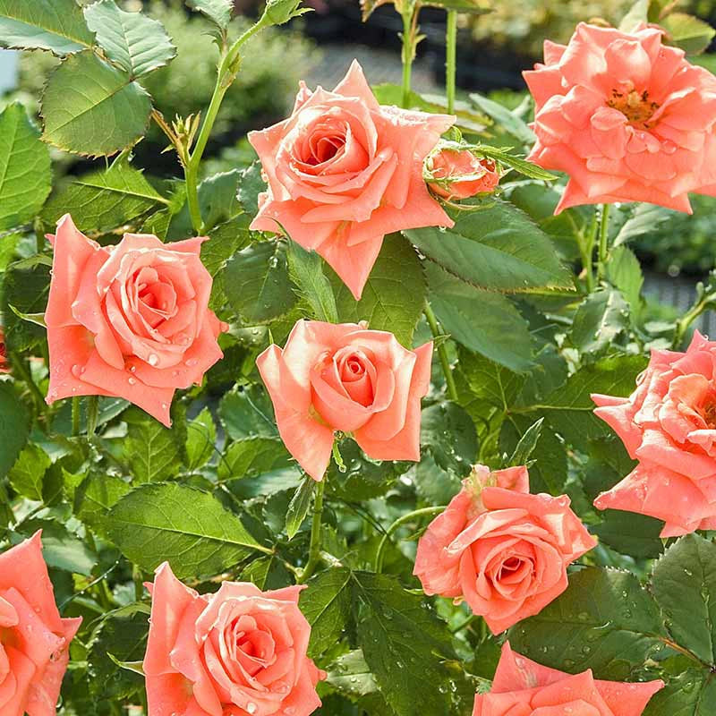 Apricot Princess Rose - Buy Rose Bushes  Spring Hill Nurseries – Spring  Hill Nursery