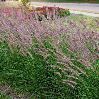 Rose Fountain Grass