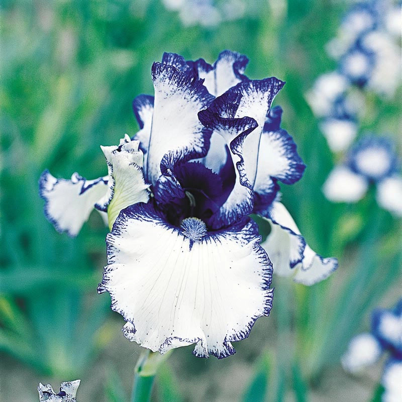 Orinoco Flow German Iris