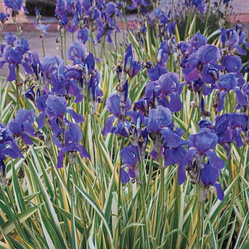 Pallida Variegated Silver KickStart™ Iris