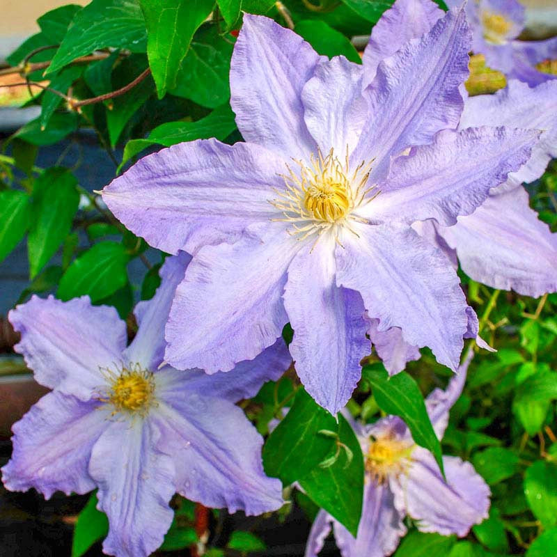 Clematis Sea Breeze Vancouver™