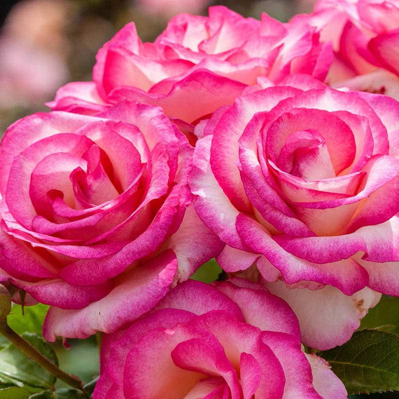 Miss Congeniality Rose Jumbo Bareroot| Spring Hill Nurseries