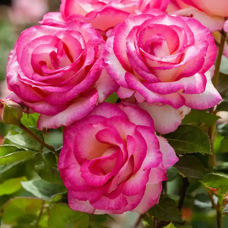 Miss Congeniality™ Grandiflora Rose