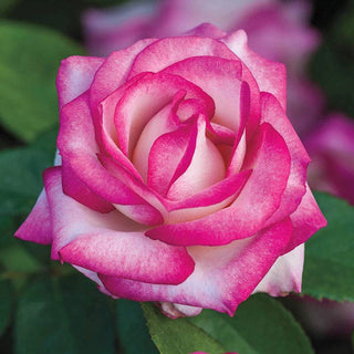 Miss Congeniality™ Grandiflora Rose