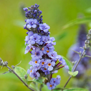 Blue Ribbon Butterfly Bush