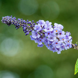 Blue Ribbon Butterfly Bush