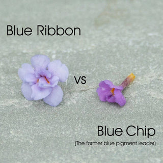 Blue Ribbon Butterfly Bush