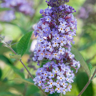 Summer of Love Butterfly Bush