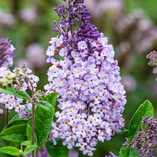 Summer of Love Butterfly Bush