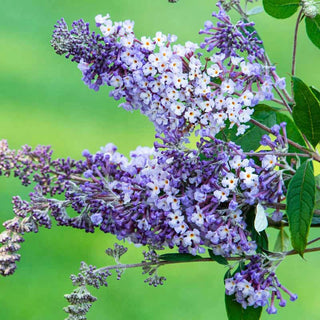 Summer of Love Butterfly Bush