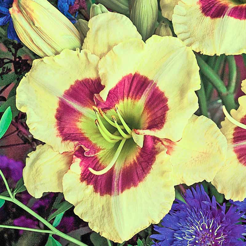 Monterrey Jack Daylily