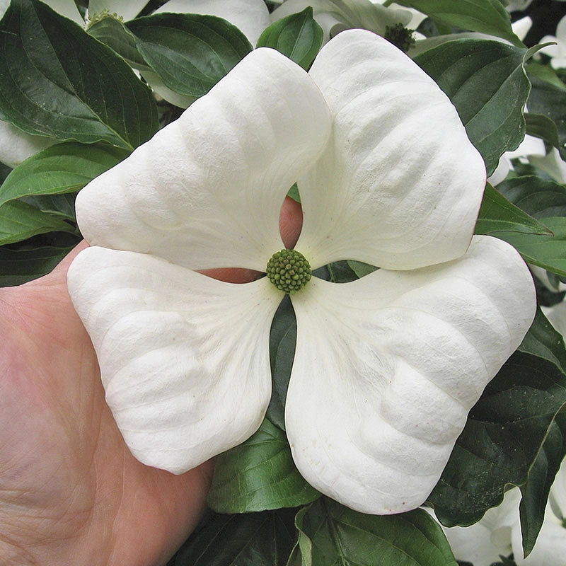 Venus Dogwood | Spring Hill Nurseries